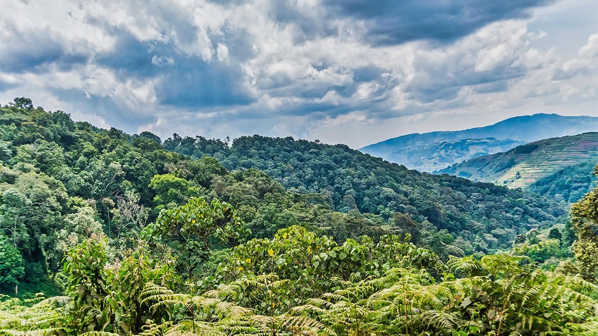 Image for Exploring the Enchanting Bwindi Impenetrable Forest in Uganda