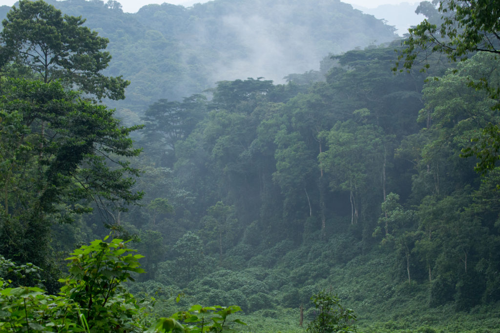 Image for Exploring the Enchanting Bwindi Impenetrable Forest in Uganda