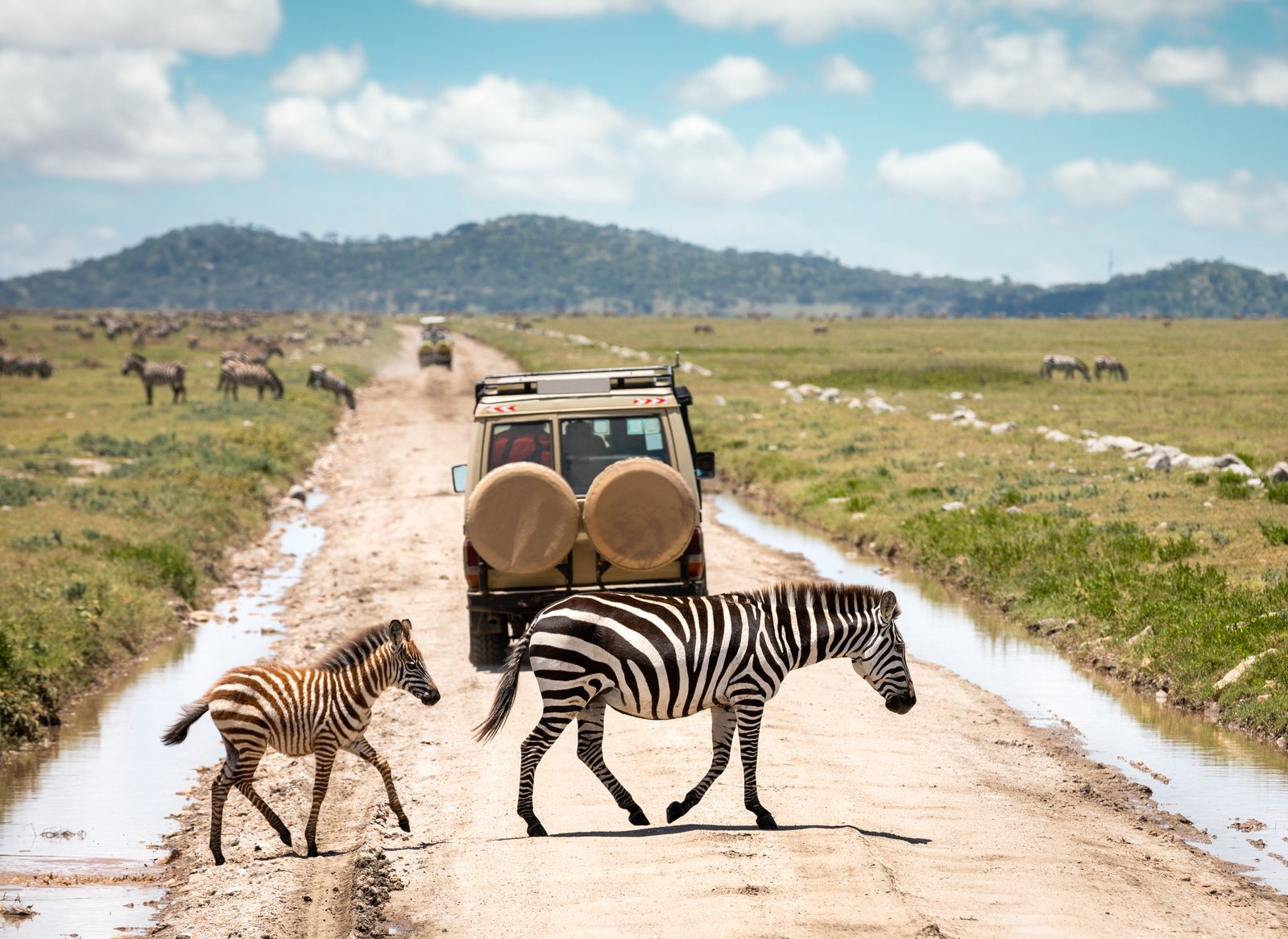 Image for The Serengeti National Park: African Wildlife Sanctuary