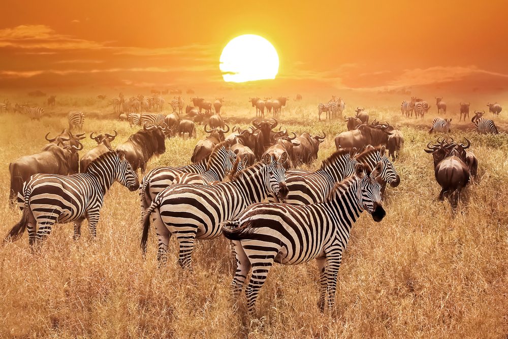 Image for The Serengeti National Park: African Wildlife Sanctuary
