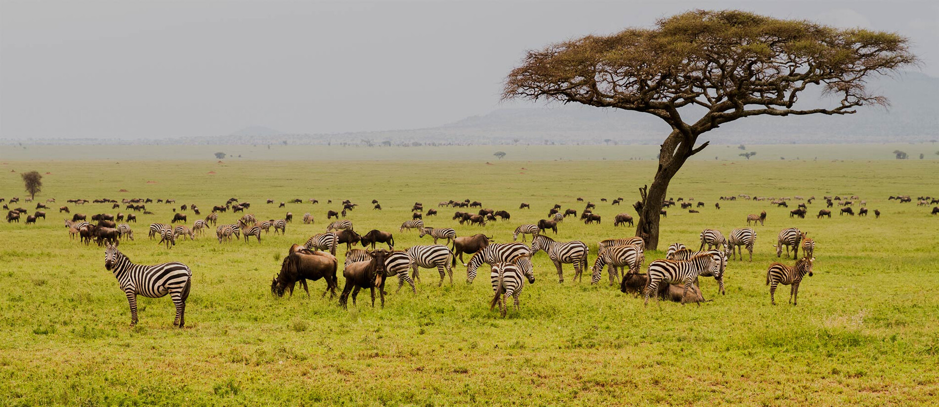Image for The Serengeti National Park: African Wildlife Sanctuary