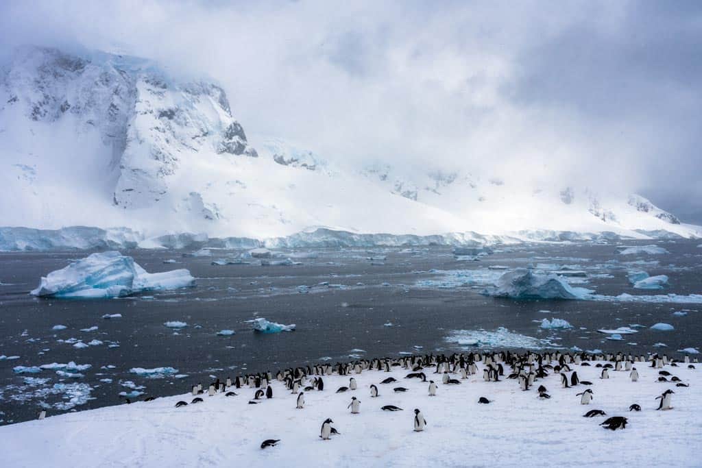 Image for Danco Island or Isla Dedo: Adventures in the Antarctic
