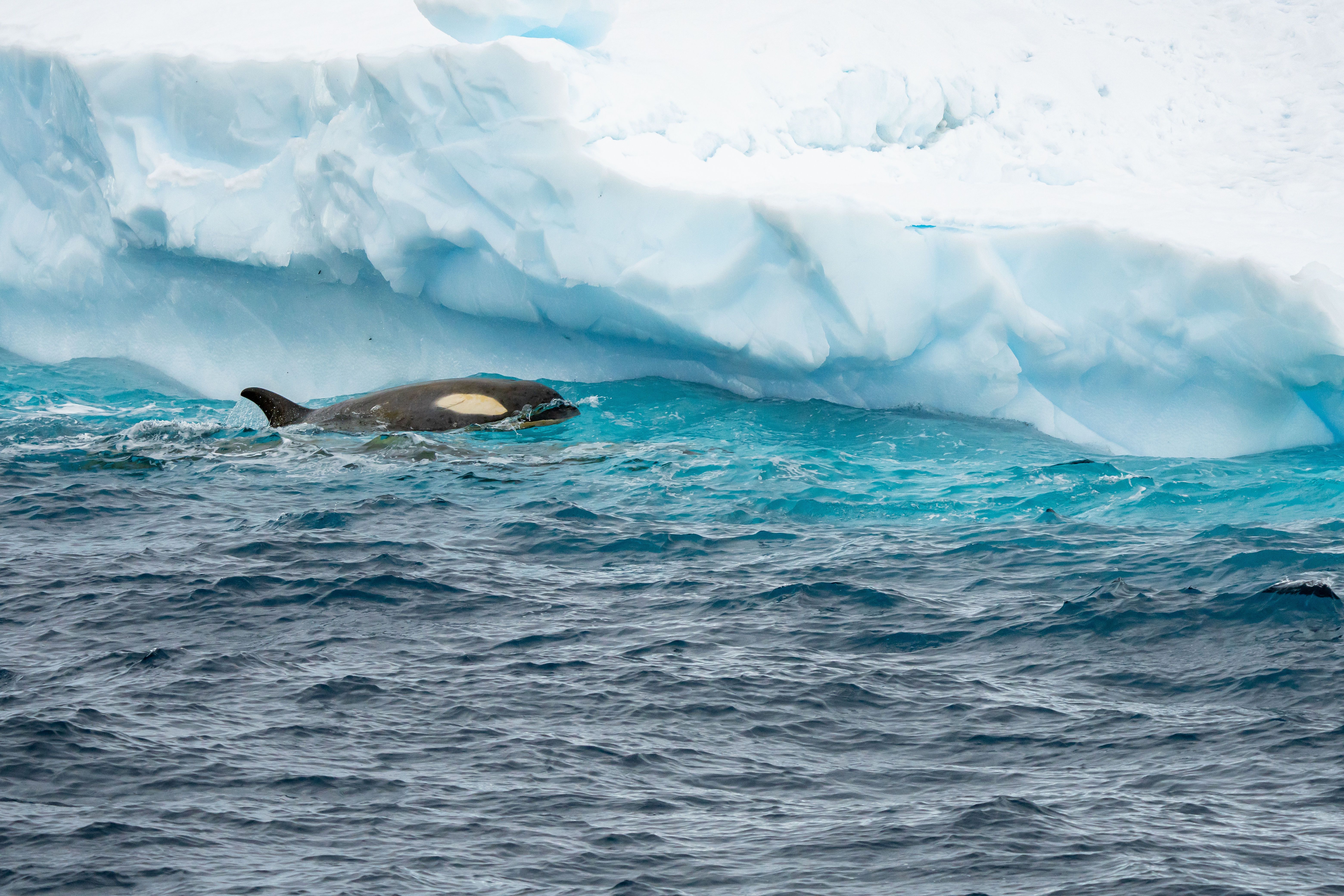 Image for Exploring the Wonders of Wilhelmina Bay on the Antarctic Peninsula