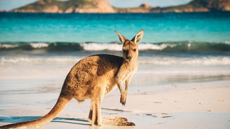 Image for Kangaroo Island: Australia's Natural Treasure