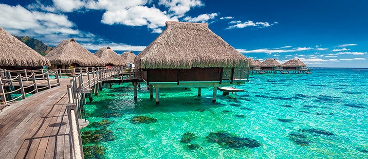 Image for Moorea: The Yellow Lizard Island