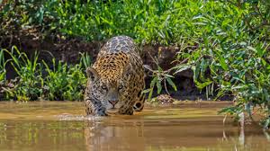 Image for Exploring the Rich Biodiversity of the Pantanal Wetlands